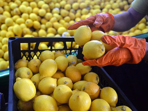 Limon ihracatında yeni karar! Yasak 1 g&uuml;n s&uuml;rd&uuml;...  Bakan Bolat 'korumaya ve desteklemeye devam edeceğiz' diyerek duyurdu