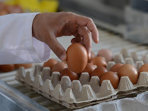 Sofralık yumurta ihracatında uygulanan fon kesintisi kaldırıldı