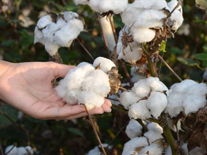 D&uuml;nyada sayılı! Pamuk analiz şirketi İZLADAŞ'a "uluslararası hakem pamuk laboratuvarı" &uuml;nvanı