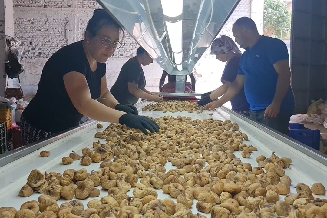 Tire'de incir hasatında iş&ccedil;i maaşı 90 bin TL oldu