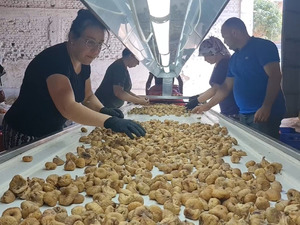 Tire'de incir hasatında iş&ccedil;i maaşı 90 bin TL oldu