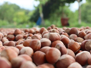 Giresun'da fındık iş&ccedil;i yevmiyesi 886 lira 85 kuruş olarak belirlendi