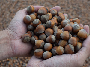 Trabzon'da sahil kesiminde fındık hasadına 3 Ağustos'ta başlanacak