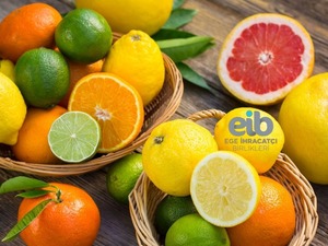 Ege B&ouml;lgesi turun&ccedil;gil rekoltesinde sert d&uuml;ş&uuml;ş