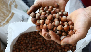 Ticaret borsalarında 11 ayda 637 bin tonu aşkın fındık işlem gördü