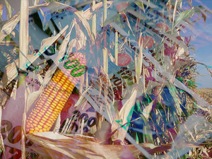 TMO, 2025 yılı mısır alım fiyatlarını belirledi