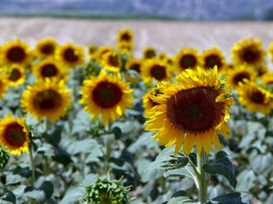 Karacabey Tarım İşletmesi 1 milyon 750 bin kilogram yağlık ay&ccedil;i&ccedil;eğini satışa &ccedil;ıkardı