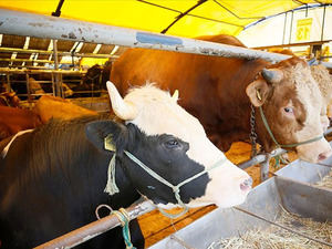 Tarım ve Orman Bakanlığı duyurdu! 24 ilde hayvan pazarları tekrar a&ccedil;ıldı: "Diğer illerdeki..."