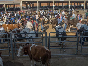 Bakan Yumaklı duyurdu! "44 ilimizde aktif hale geldi"