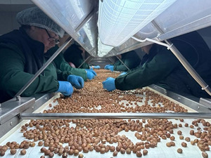 T&uuml;rkiye fındık ihracatından 8 ayda 1 milyar 466 milyon dolar gelir sağladı