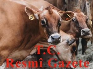 Hayvancılıkla ilgili destekleme miktarlarında y&uuml;zde 50&rsquo;ye kadar artışa gidildi