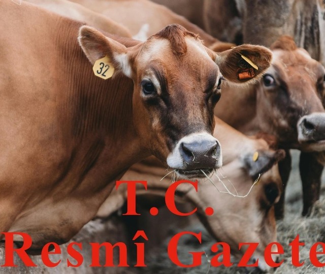 Hayvancılık desteklemelerinde yüzde 50’ye kadar artışa gidildi