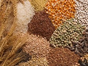 TİGEM bu hasat sezonunda 303 bin ton hububat &uuml;retti