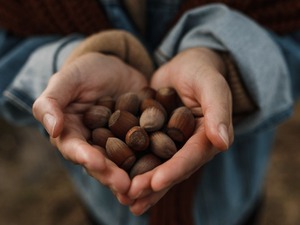 T&uuml;rk fındığı Birleşik Arap Emirlikleri'nde g&ouml;r&uuml;c&uuml;ye &ccedil;ıktı