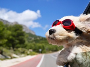 İtalya'da k&ouml;peklere turist vergisi başlıyor