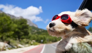 İtalya'da köpeklere turist vergisi başlıyor