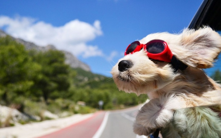İtalya'da köpeklere turist vergisi başlıyor