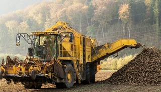 Tarım Bakanlığı açıkladı: Şeker pancarına kısıt mı gelecek?