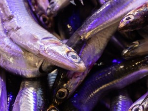 Ruslar hamsiyi Karadeniz'den ka&ccedil;ırdı! Av durdu, fiyatlar y&uuml;kseldi