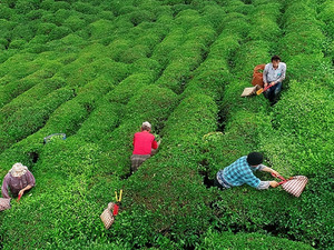 İhracatı 9 ayda 22 milyon doları aştı! "Pazar payımızı daha da artırmayı hedefliyoruz"