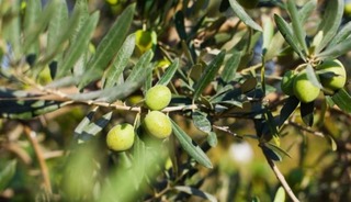 Marmarabirlik alım fiyatını belirledi