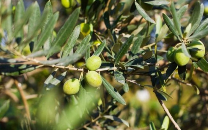 Marmarabirlik alım fiyatını belirledi