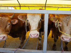 Bakanlık duyurdu! Şap hastalığı kontrol altına alındı