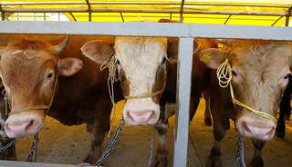 Bakanlık duyurdu! Şap hastalığı kontrol altına alındı