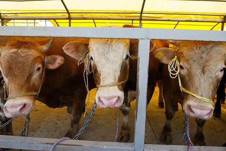 Bakanlık duyurdu! Şap hastalığı kontrol altına alındı