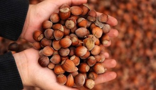 Fındık ihracatından iki ayda 351 milyon dolar gelir