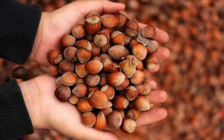 Fındık ihracatından iki ayda 351 milyon dolar gelir