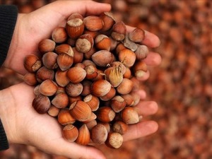 Fındıktan 10 ayda 1,8 milyar dolar gelir