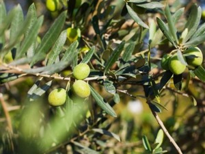 Marmarabirlik yeni kararı duyurdu: Kota kaldırıldı!