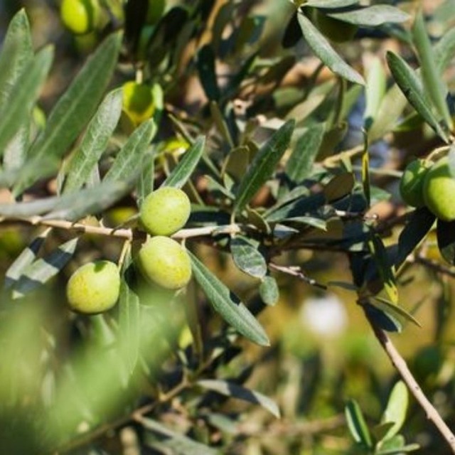 Marmarabirlik yeni kararı duyurdu: Kota kaldırıldı!