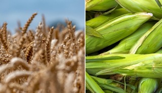 TMO'dan arpa ve mısır ithalatında yeni düzenlemeye ilişkin açıklama