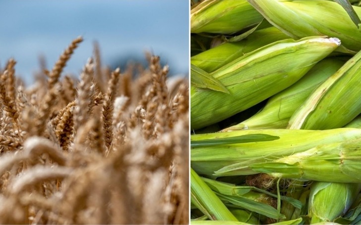 TMO'dan arpa ve mısır ithalatında yeni düzenlemeye ilişkin açıklama