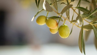 Hatay'da 201 bin ton zeytin rekoltesi bekleniyor