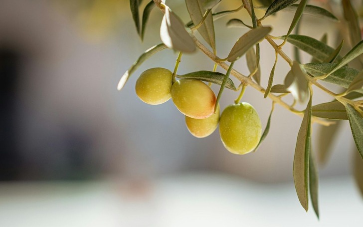 Hatay'da 201 bin ton zeytin rekoltesi bekleniyor