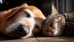 Türkiye’de beslemek yasaklanmıştı: AB kedi ve köpeklerin refahı için kural getiriyor 