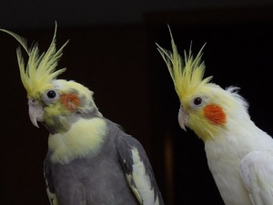 Petshoplarda yaban hayvanı satışı i&ccedil;in ruhsat şartı