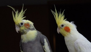 Petshoplarda yaban hayvanı satışı için ruhsat şartı