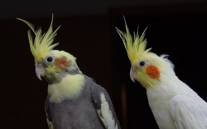 Petshoplarda yaban hayvanı satışı için ruhsat şartı