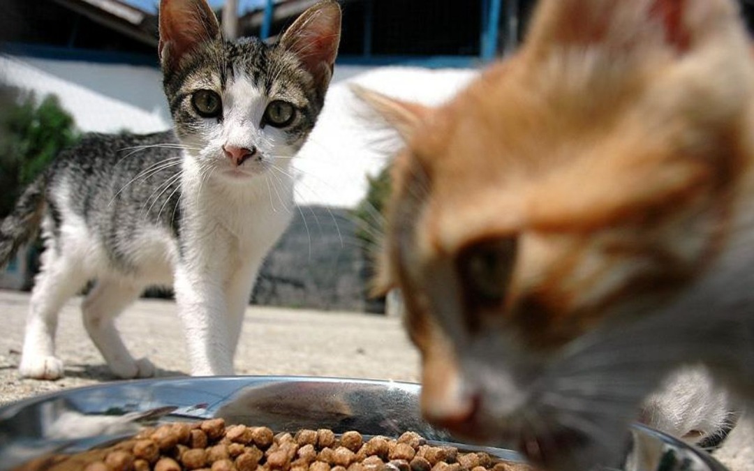 Kasım&rsquo;ın fiyat tablosu geldi: Evcil hayvan &uuml;r&uuml;nleri zirvede