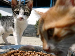 Kasım&rsquo;ın fiyat tablosu geldi: Evcil hayvan &uuml;r&uuml;nleri zirvede