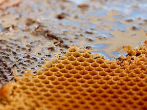 İhracatı 11 ayda 452 ton oldu! "Daha da artacağına inanıyoruz"