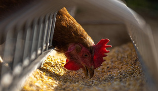 Tavuk eti üretimi ekimde yıllık bazda yüzde 8,7 arttı