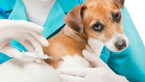 Evcil hayvanlar için çip uygulamasında son gün yaklaştı!