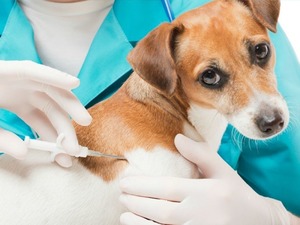 Evcil hayvanlar i&ccedil;in &ccedil;ip uygulamasında son g&uuml;n yaklaştı!