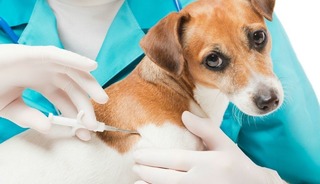 Evcil hayvanlar için çip uygulamasında son gün yaklaştı!