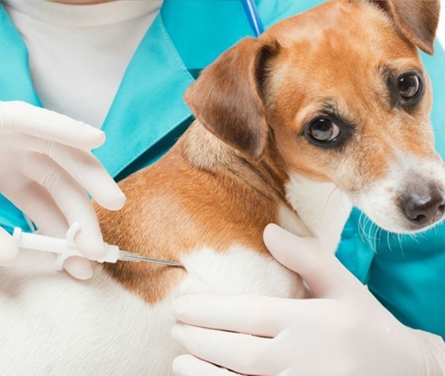 Evcil hayvanlar için çip uygulamasında son gün yaklaştı!